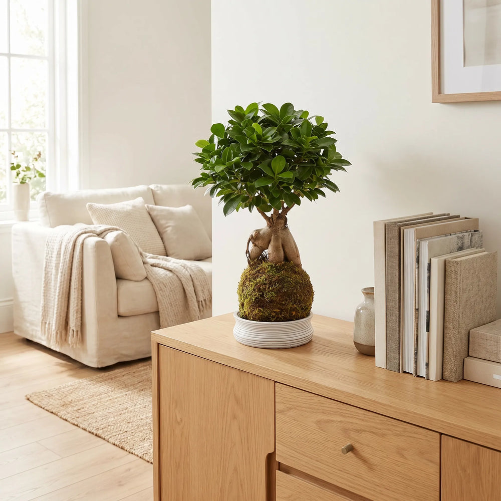bonsai ficus ginseng decorativo su mobile in legno in soggiorno luminoso