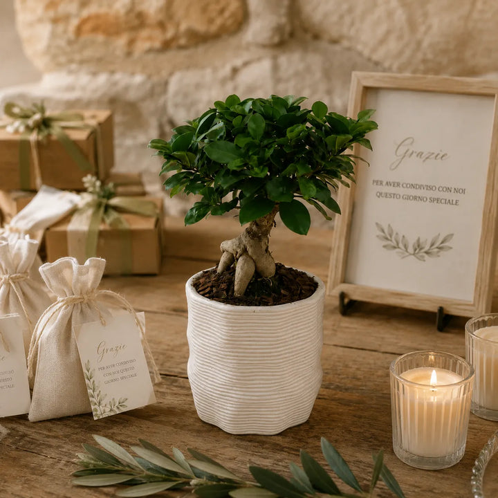 Bonsai Ficus Ginseng in vaso bianco Ermes D.11 utilizzato come bomboniera green per matrimonio con confezioni regalo, candele e dettagli botanici decorativi.