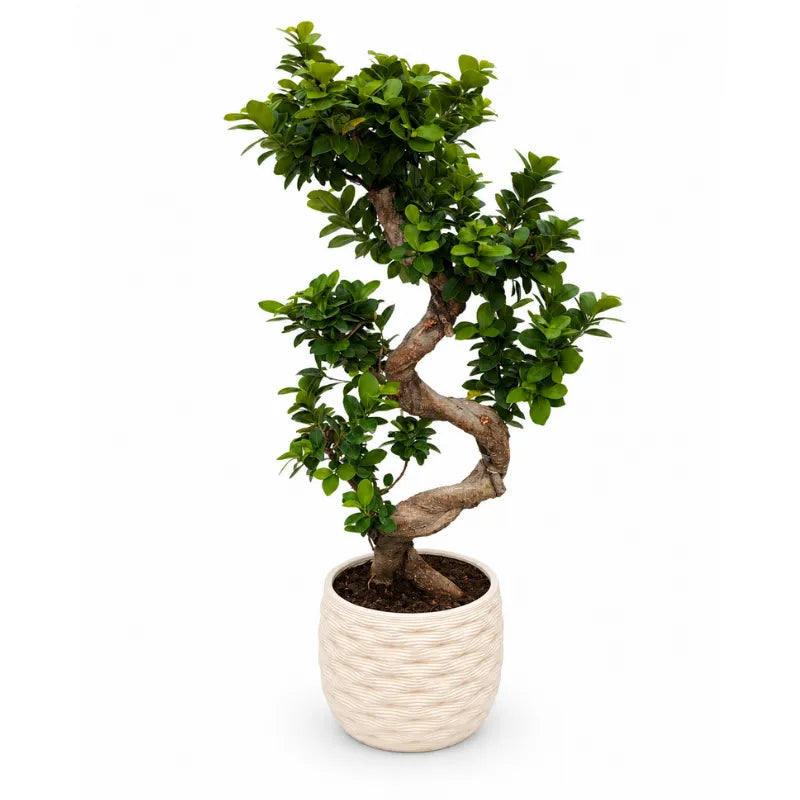 Bonsai Ficus Ginseng S-Shape con tronco sinuoso e chioma verde, completo di vaso Rua artigianale in argilla