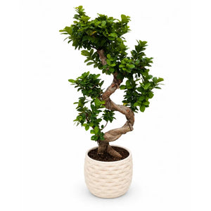 Bonsai Ficus Ginseng S-Shape con tronco sinuoso e chioma verde, completo di vaso Rua artigianale in argilla
