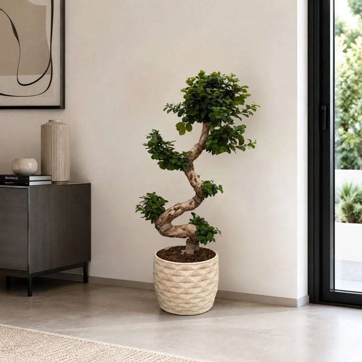 Bonsai Ficus Ginseng S-Shape con vaso artigianale Rua in argilla, ambientato in un soggiorno moderno e luminoso