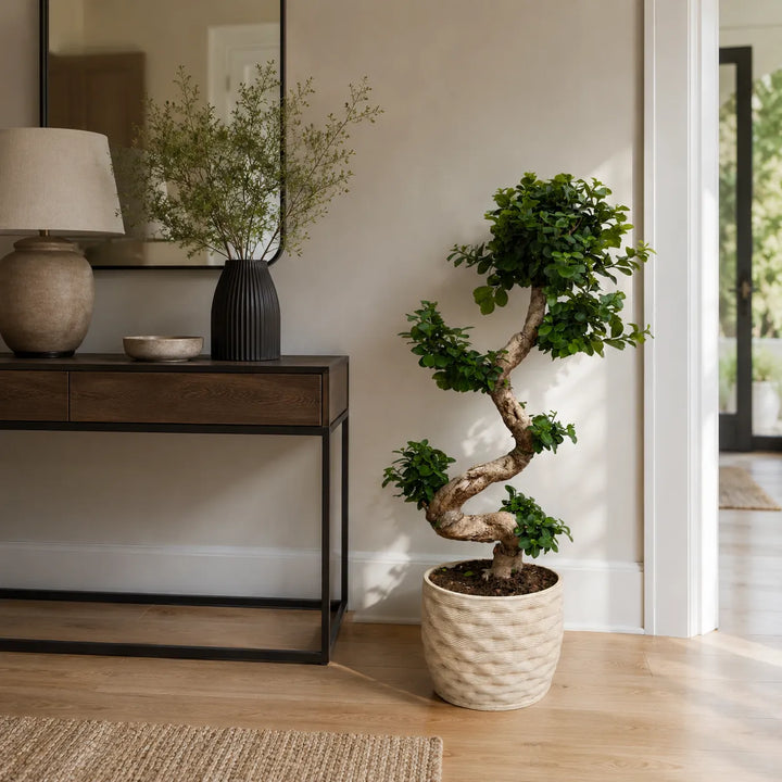 Bonsai Ficus Ginseng S-Shape in vaso artigianale Rua in argilla, ambientato a terra in un ingresso moderno
