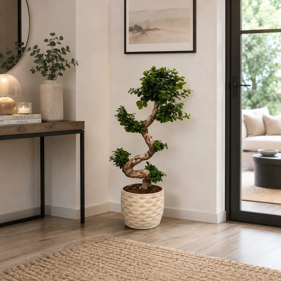 Bonsai Ficus Ginseng S-Shape in vaso Rua di argilla artigianale, posizionato a terra in un ambiente interno moderno