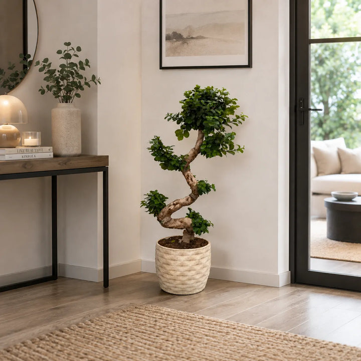 Bonsai Ficus Ginseng S-Shape in vaso Rua di argilla artigianale, posizionato a terra in un ambiente interno moderno