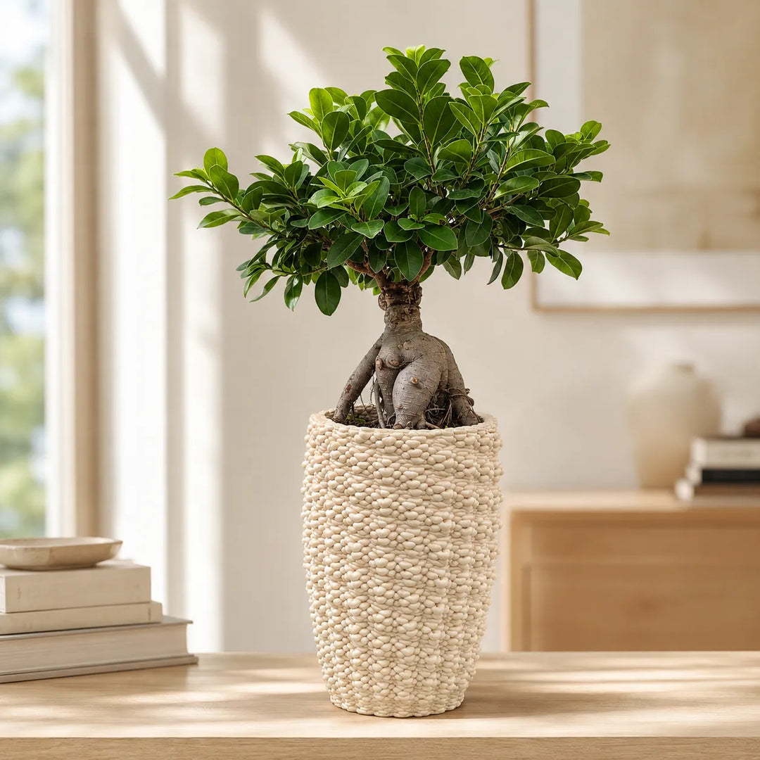Bonsai Ficus Ginseng con chioma verde compatta e vaso artigianale Fira in argilla, ambientato in uno spazio interno luminoso