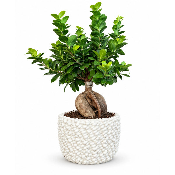 Bonsai Ficus Ginseng in vaso di ceramica Fira