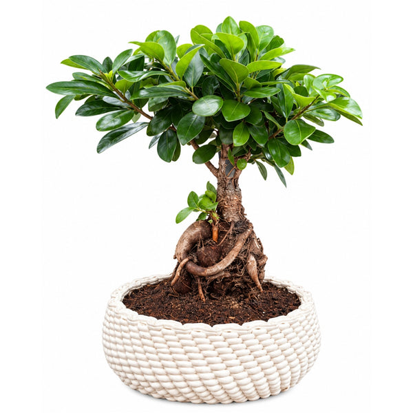 Bonsai Ficus Ginseng in vaso di ceramica Kira