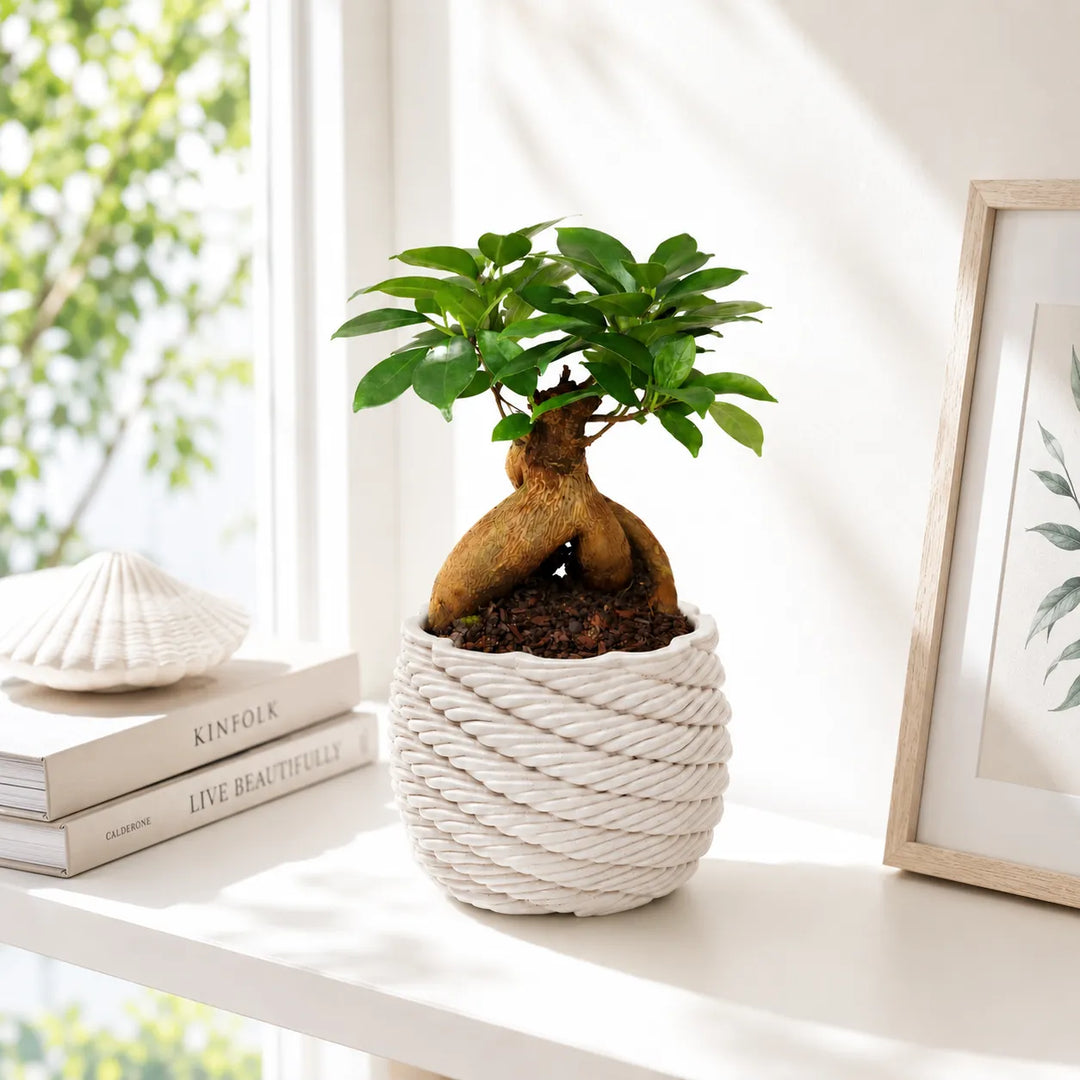 Bonsai Ficus Ginseng in vaso bianco intrecciato della linea Carina, ideale per soggiorni, librerie e complementi d’arredo in stile contemporaneo.