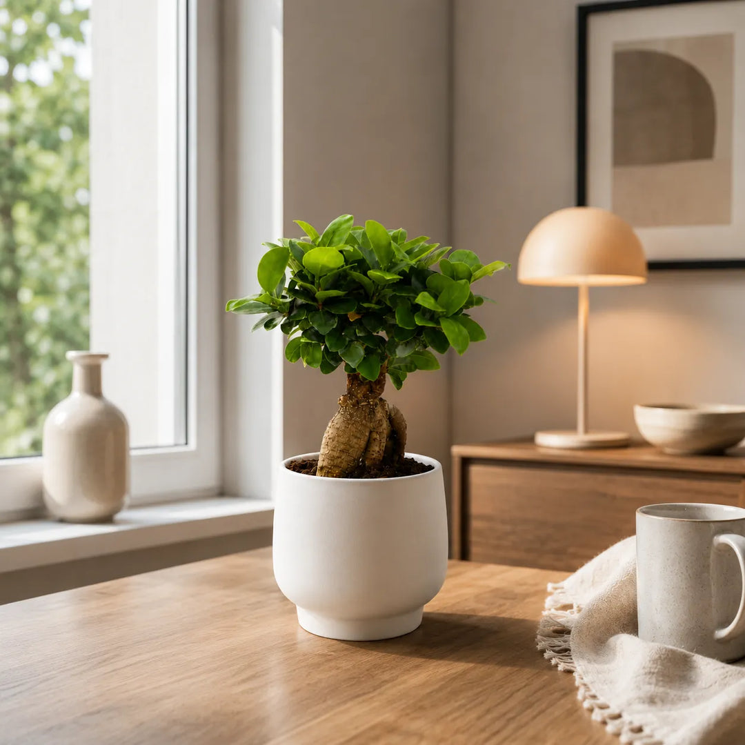 Pianta bonsai Ficus Ginseng in vaso Sweet bianco appoggiata su tavolo in ambiente living luminoso.