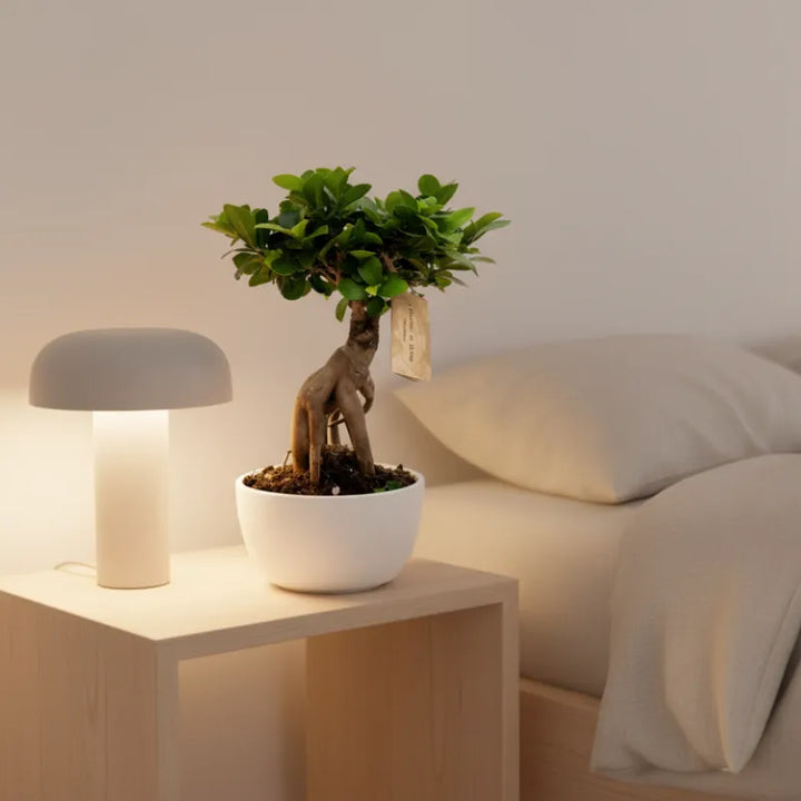 Bonsai Ficus Ginseng in vaso bianco su comodino con lampada, pianta da interno decorativa ideale per camera da letto
