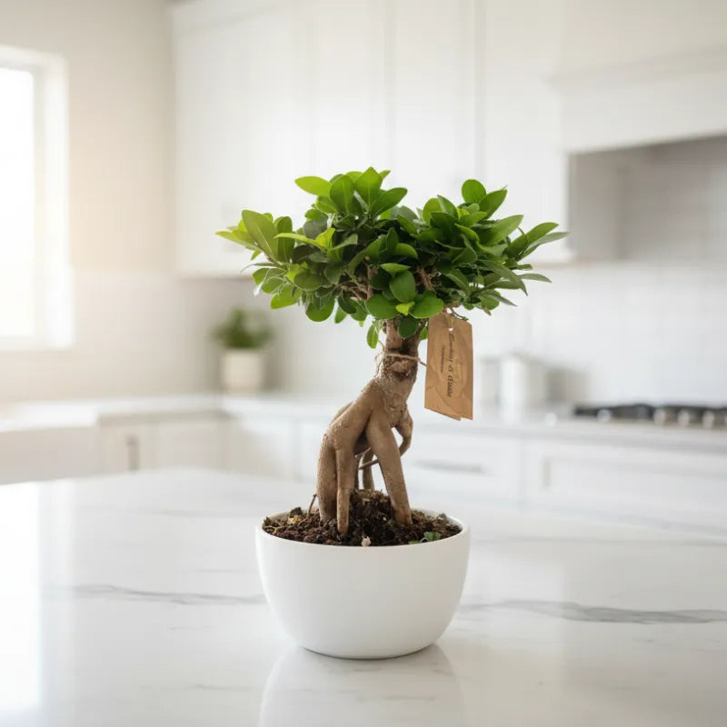 Bonsai Ficus Ginseng in vaso bianco su piano cucina moderno, pianta da interno elegante e decorativa