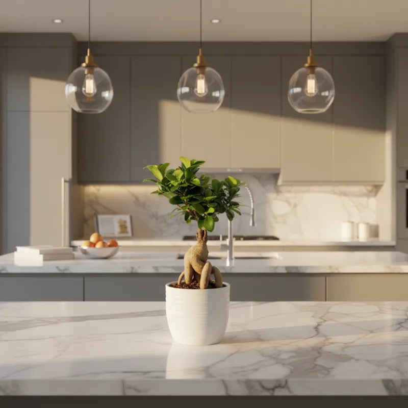 Bonsai Ficus Ginseng in vaso Bergamo su piano cucina in marmo, pianta da interno elegante e facile da curare