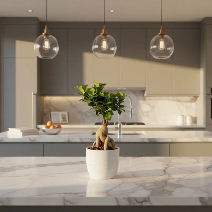 Bonsai Ficus Ginseng in vaso Bergamo su piano cucina in marmo, pianta da interno elegante e facile da curare