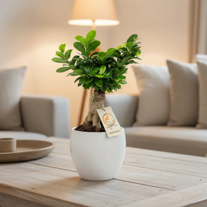 Bonsai Ficus Ginseng in vaso ceramica Manacor su tavolino da salotto, pianta da interno ornamentale per arredamento casa