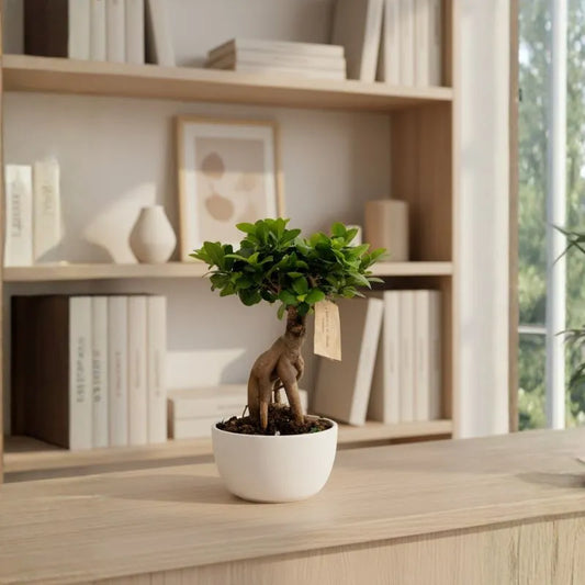 Bonsai Ficus Ginseng in vaso bianco su mobile con libreria, pianta da interno elegante ideale per arredare soggiorno moderno