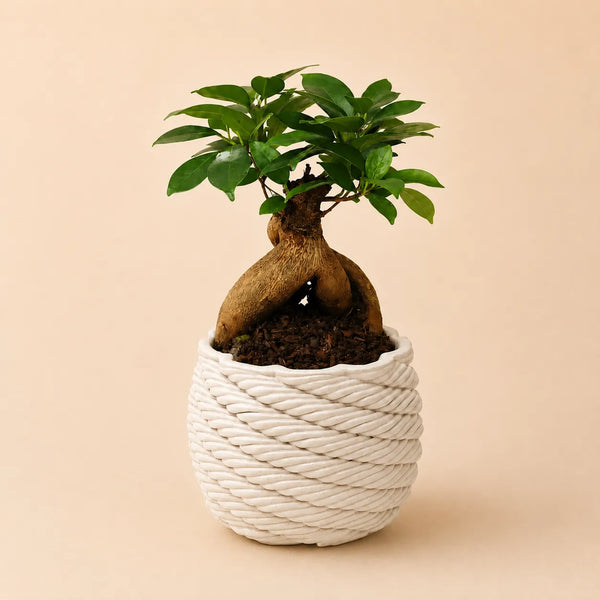 Bonsaï ficus ginseng en pot artisanal Carina D.10 en argile