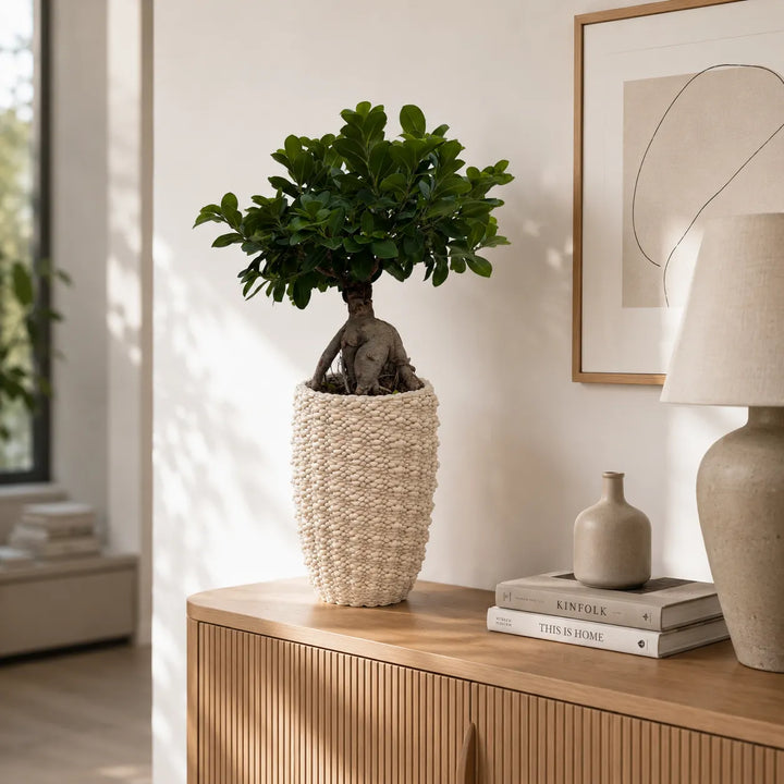 Bonsai Ficus Ginseng con vaso Fira artigianale in argilla chiara, posizionato su una madia in soggiorno moderno