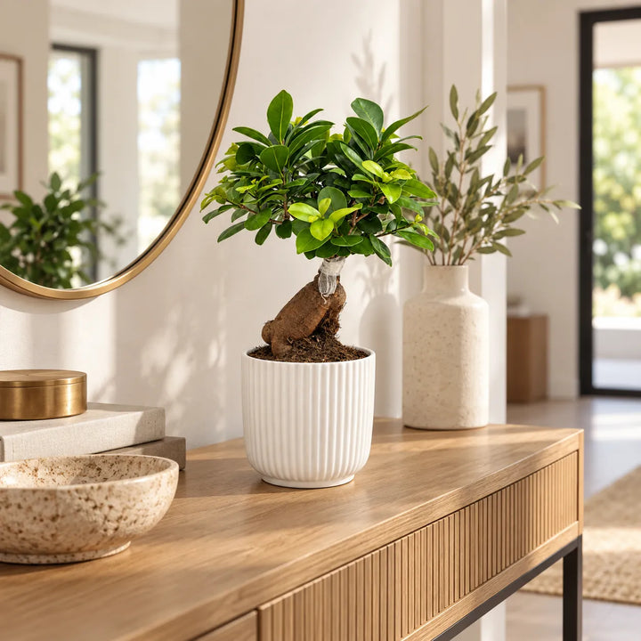 Bonsai Ficus Ginseng in vaso Pitti bianco rigato su mobile in legno, pianta da interno decorativa per ingresso