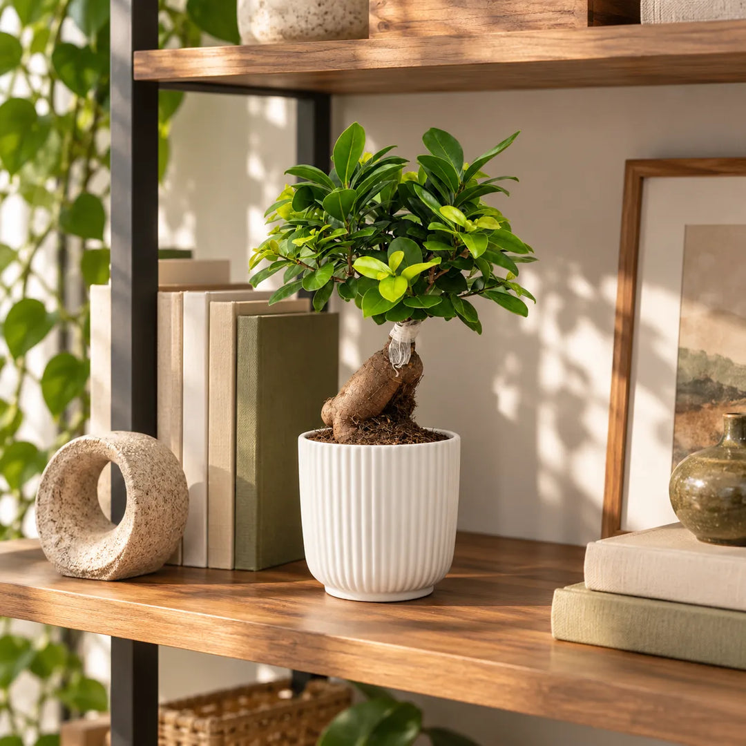 Bonsai Ficus Ginseng in vaso Pitti bianco rigato ambientato su libreria in legno in un interno moderno e luminoso