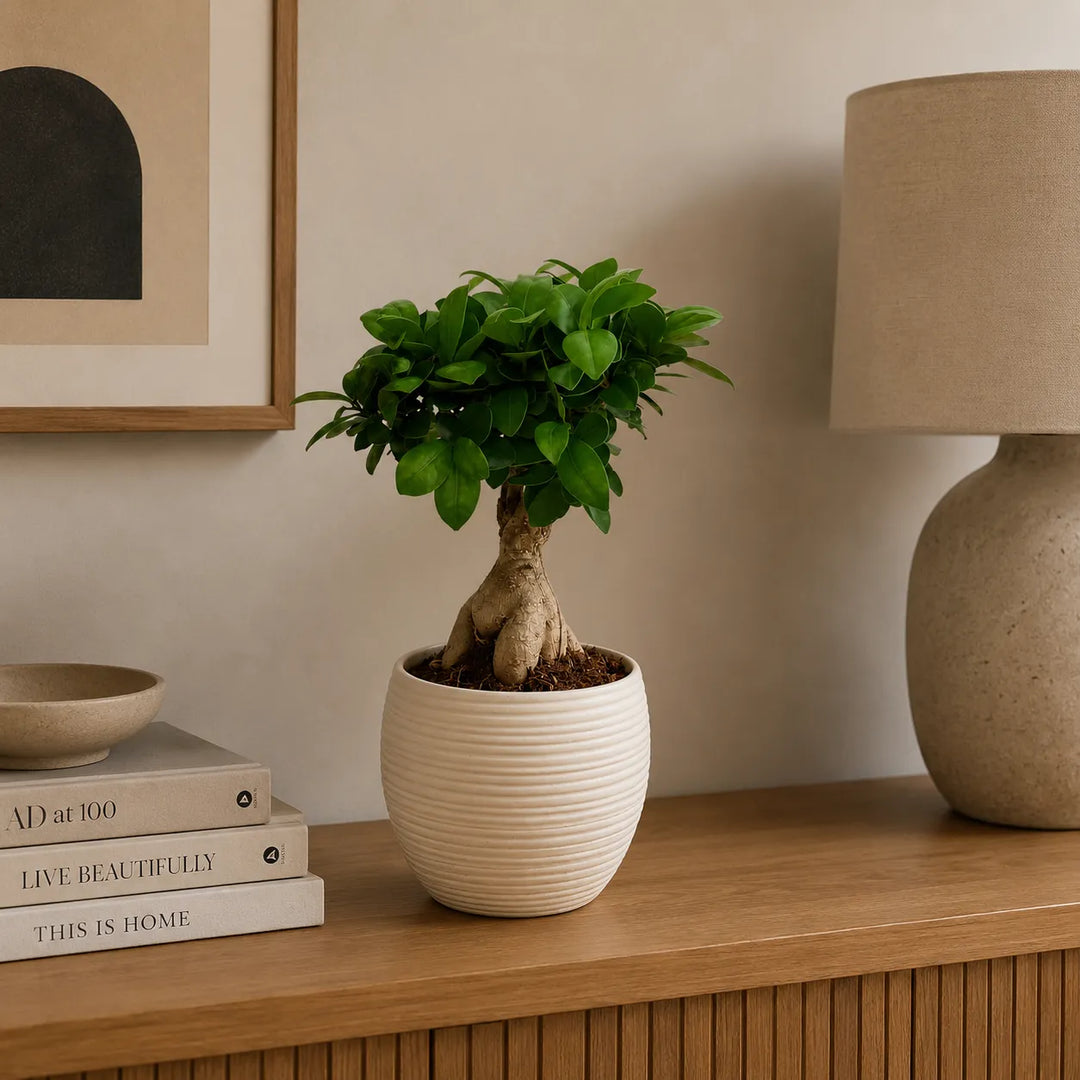 Bonsai Ficus Ginseng con foglie verdi lucide in vaso Sally beige su mobile in legno dal design moderno.