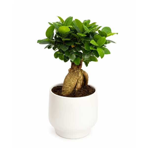 Bonsai ficus ginseng in vaso Sweet D.15 H.33 cm