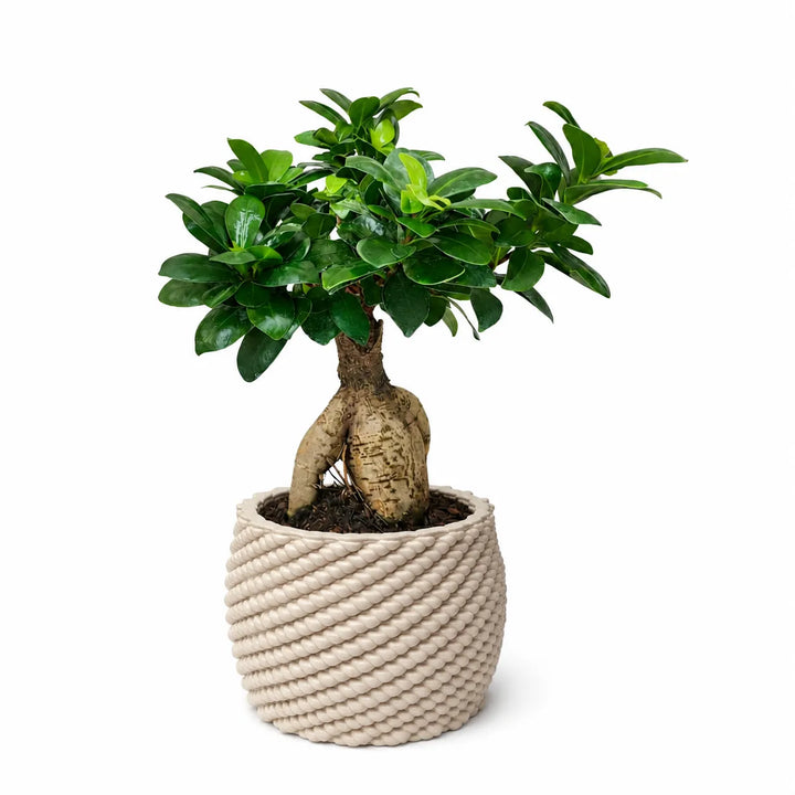 Bonsai Ficus Ginseng coltivato in vaso artigianale Carina con finitura intrecciata color avorio, fotografato su sfondo neutro per ecommerce.