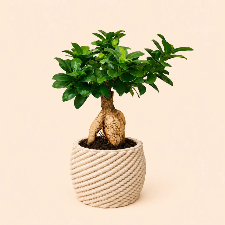 Bonsai Ficus Ginseng con radici ornamentali e chioma compatta in vaso di ceramica artigianale Carina color avorio, fotografato su sfondo neutro per ecommerce.