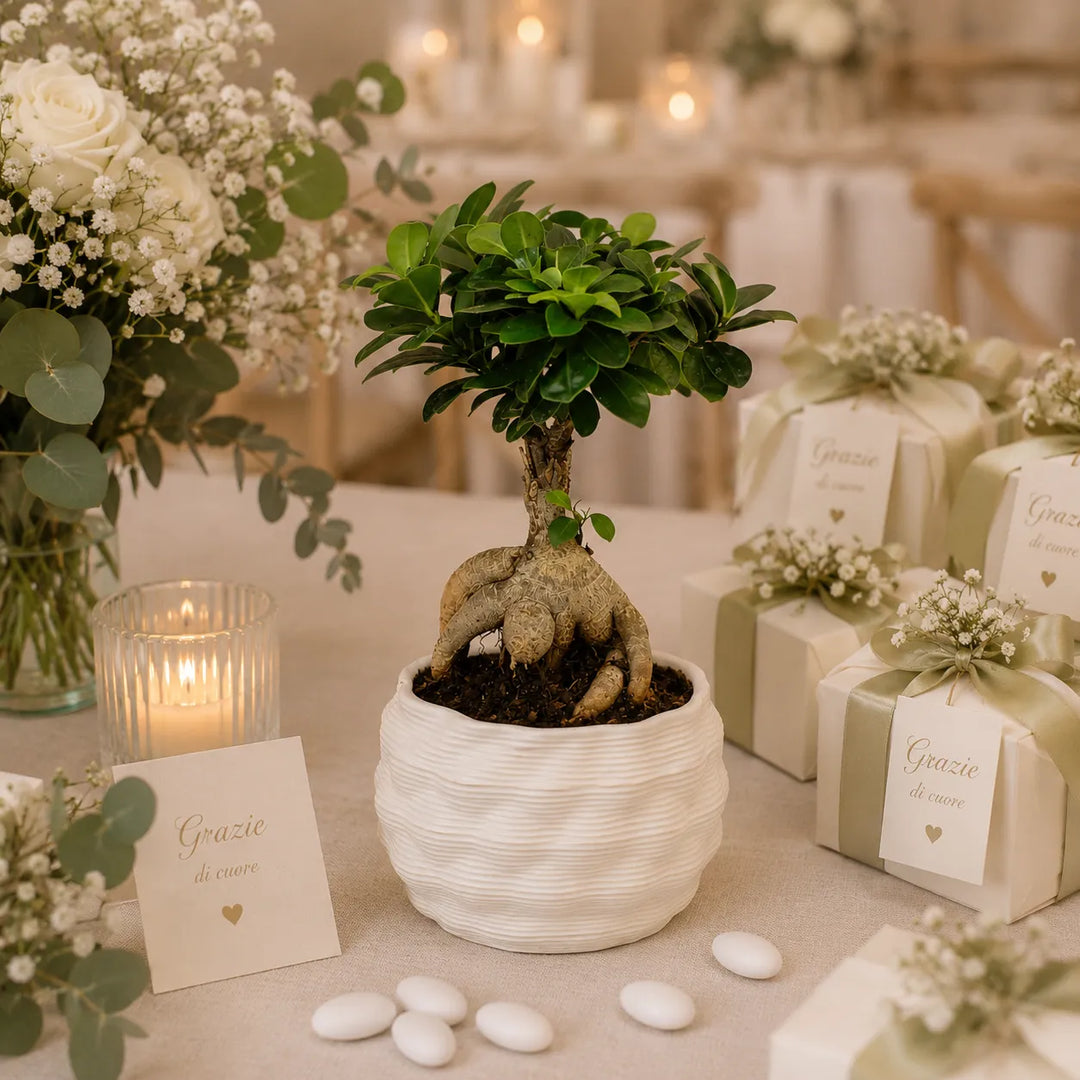 Bonsai Ficus Ginseng con vaso in argilla Athena L bianco su tavolo decorato con fiori e confezioni regalo per matrimonio elegante.