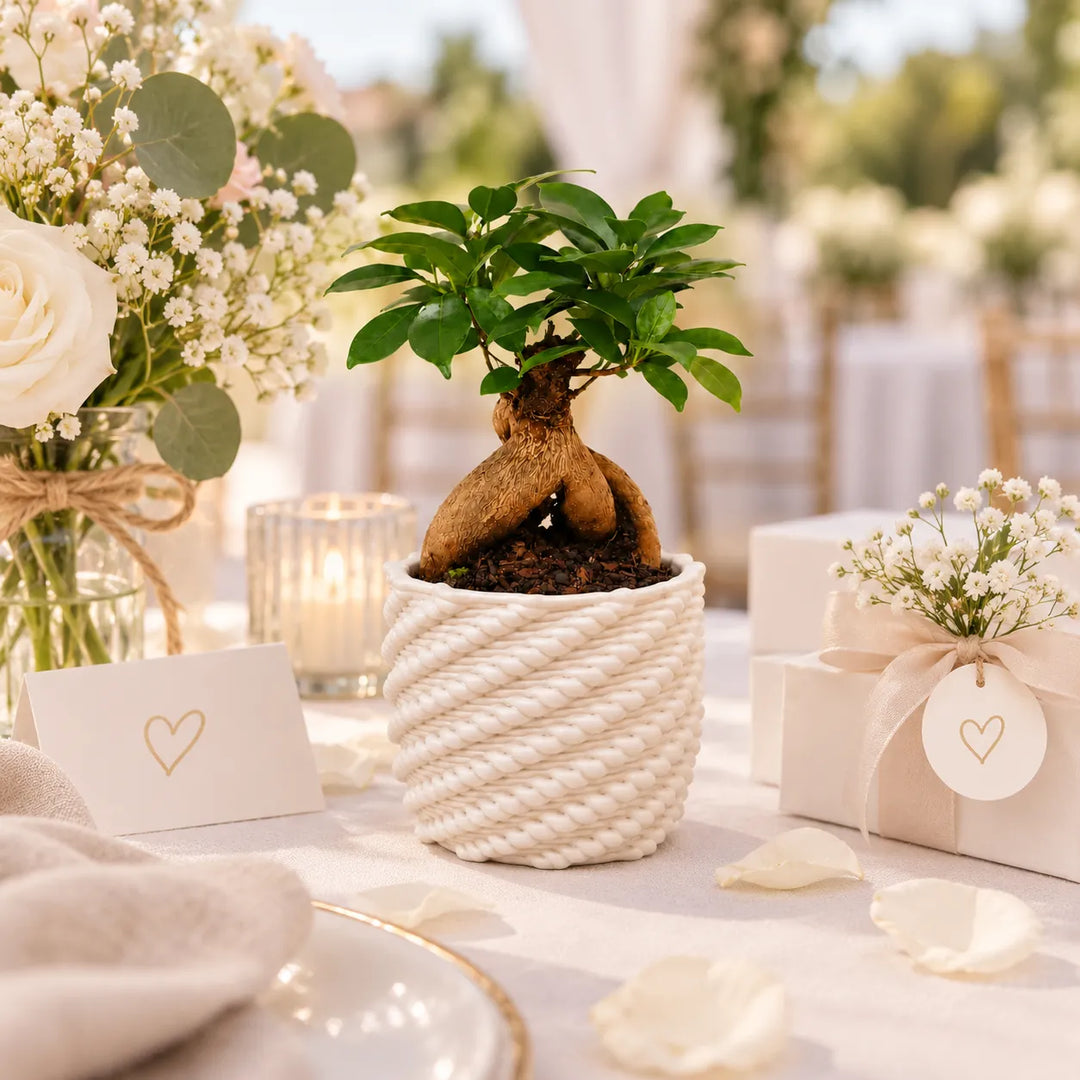 Bonsai Ficus ginseng in vaso Carina bianco ambientato come bomboniera per matrimonio ed eventi