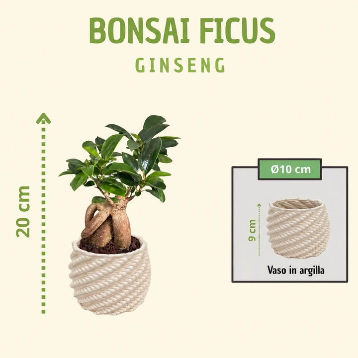 Bonsai Ficus Ginseng in vaso artigianale Carina, altezza totale 20 cm con vaso diametro 10 cm e altezza 9 cm