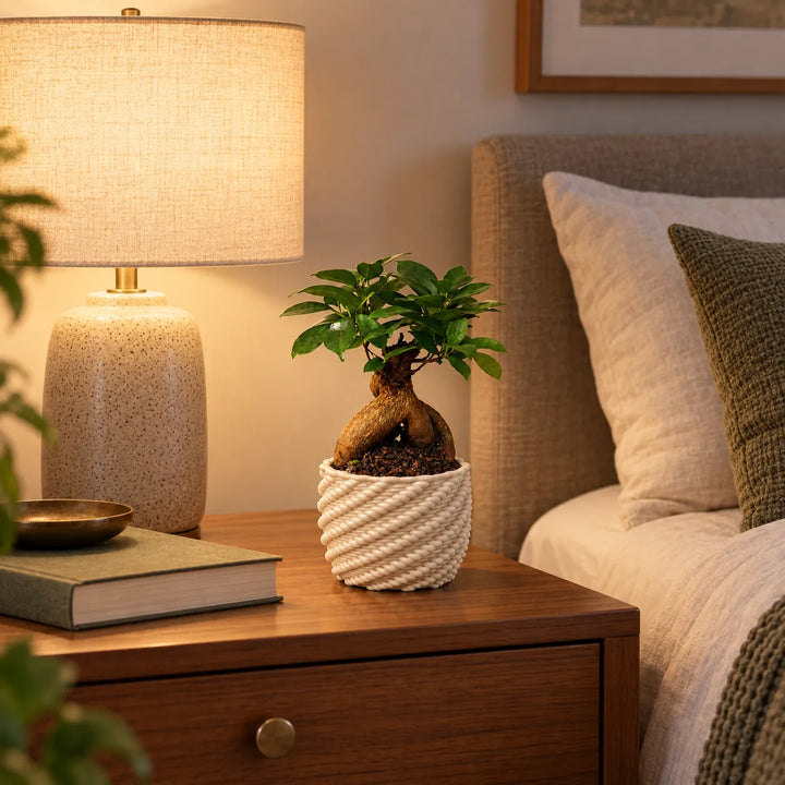 Bonsai Ficus Ginseng in vaso artigianale Carina bianco, ambientato su comodino in una camera da letto moderna