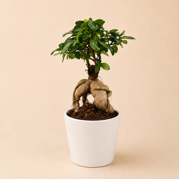 Bonsaï ficus ginseng en pot Dallas