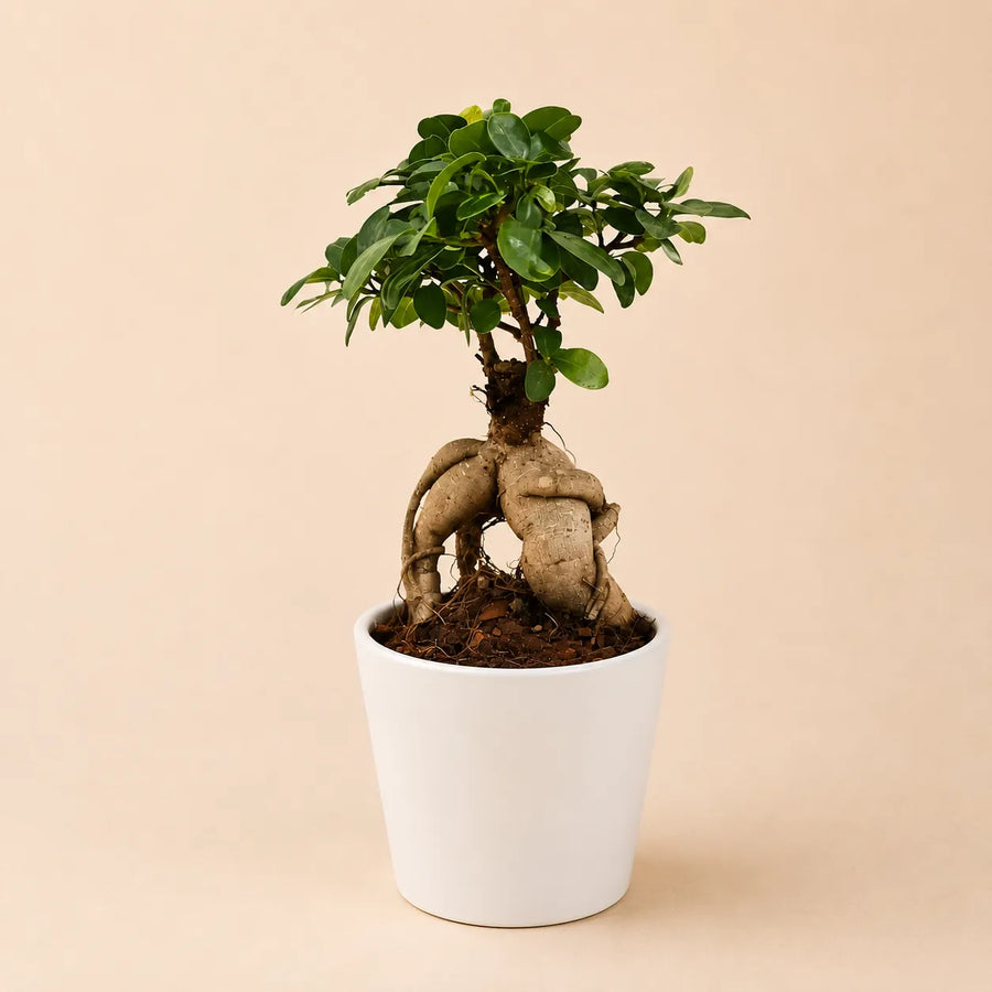 Bonsai Ficus Ginseng con radici decorative intrecciate in vaso bianco Dallas dal design moderno ed elegante.