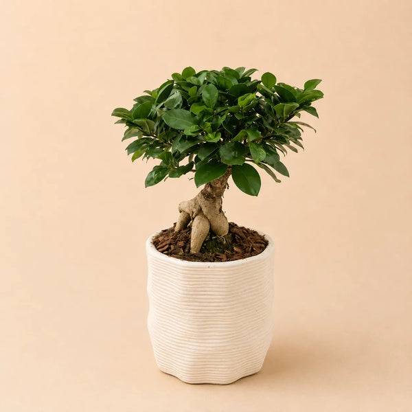 Bonsaï ficus ginseng en pot en céramique artisanale Hermès D.11