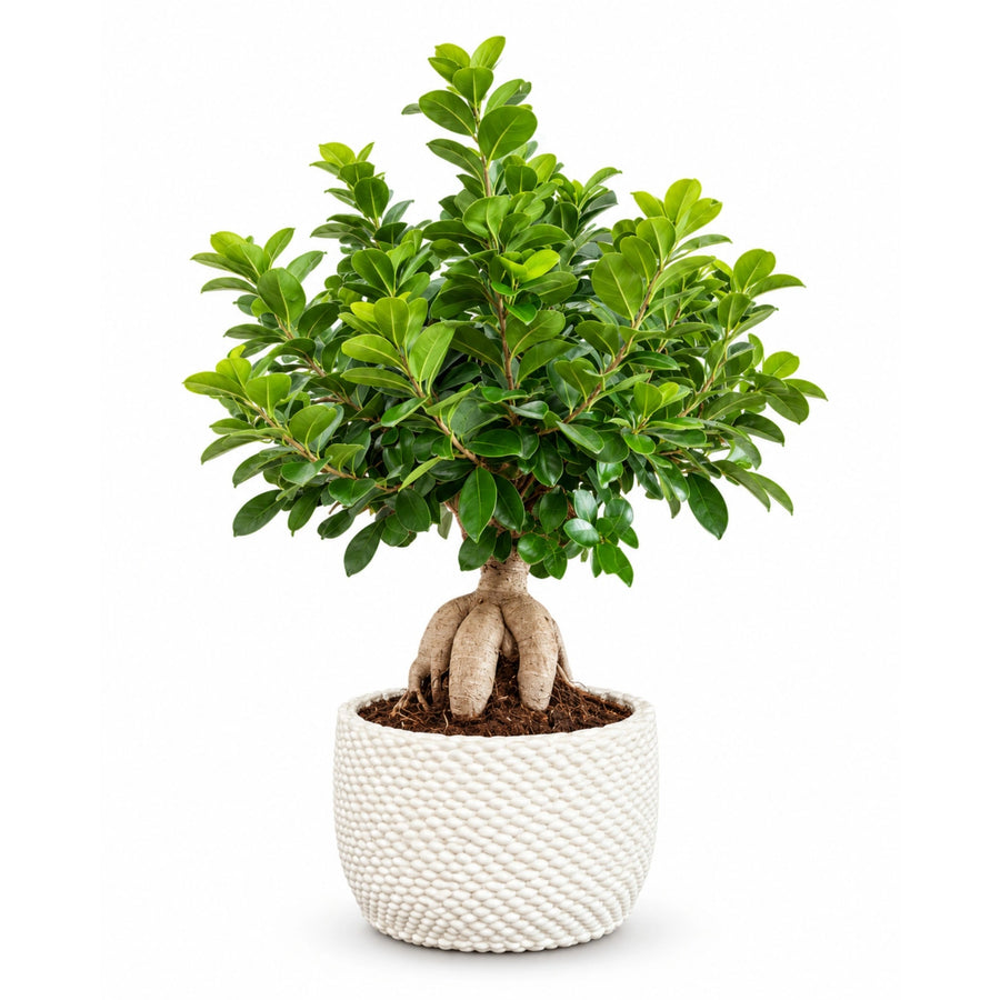 Bonsai Ficus Ginseng con radici decorative e folta chioma verde in vaso di ceramica Kira su sfondo bianco