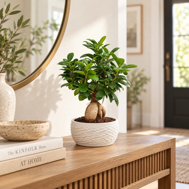 Bonsai Ficus Ginseng in vaso Samoi bianco ambientato su mobile in un ingresso moderno e luminoso