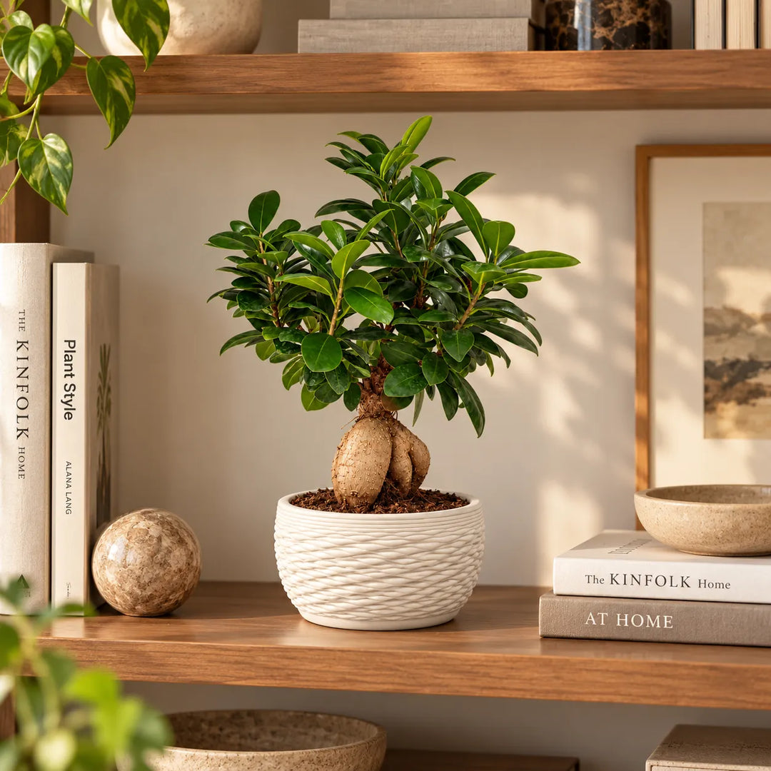 Bonsai Ficus Ginseng in vaso Samoi bianco ambientato su mensola in legno, ideale come pianta da interno decorativa
