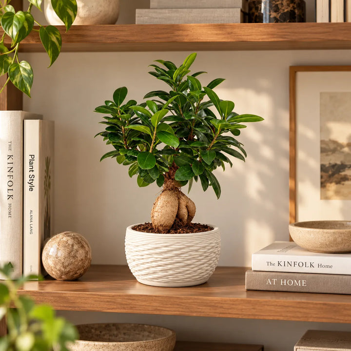 Bonsai Ficus Ginseng in vaso Samoi bianco ambientato su mensola in legno, ideale come pianta da interno decorativa