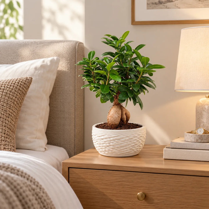 Bonsai Ficus Ginseng in vaso Samoi bianco posizionato sul comodino in una camera da letto moderna