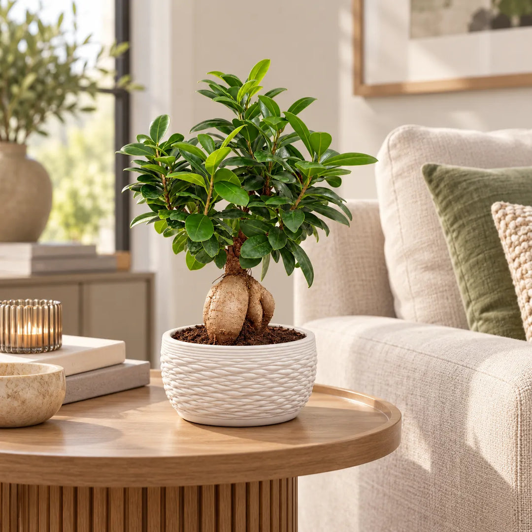 Bonsai Ficus Ginseng in vaso Samoi bianco su tavolino in legno, ambientato in un soggiorno moderno e luminoso
