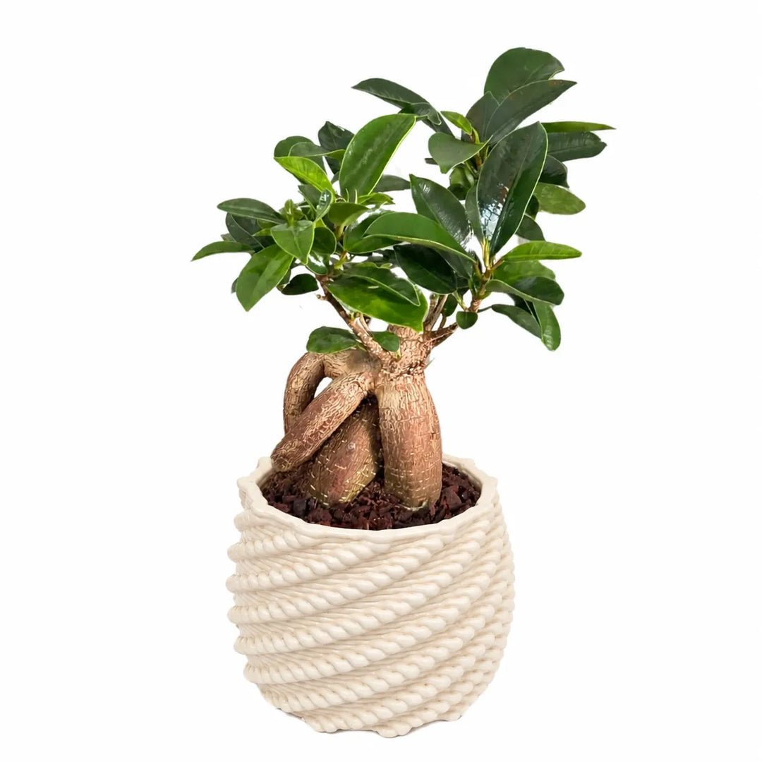 Bonsai Ficus Ginseng con radici caratteristiche in vaso Carina bianco artigianale con lavorazione intrecciata, su sfondo bianco