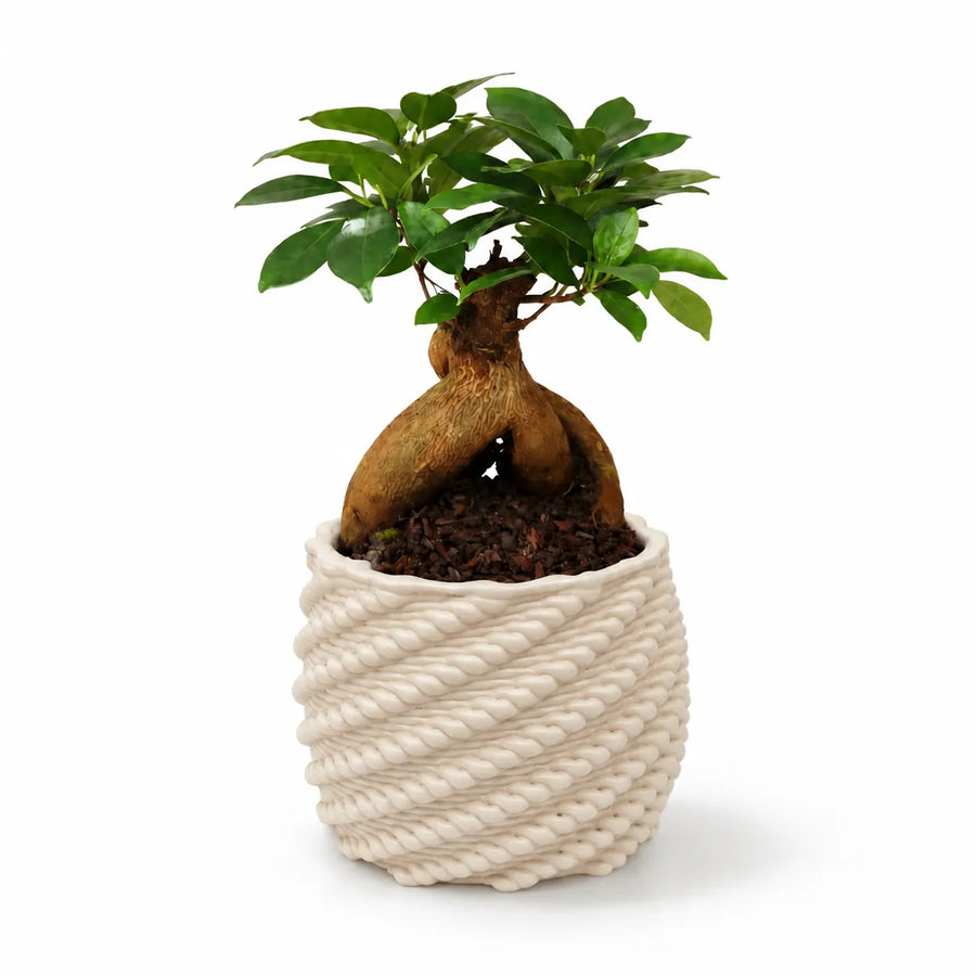Bonsai Ficus Ginseng con radici caratteristiche e foglie verdi in vaso artigianale Carina bianco su sfondo bianco