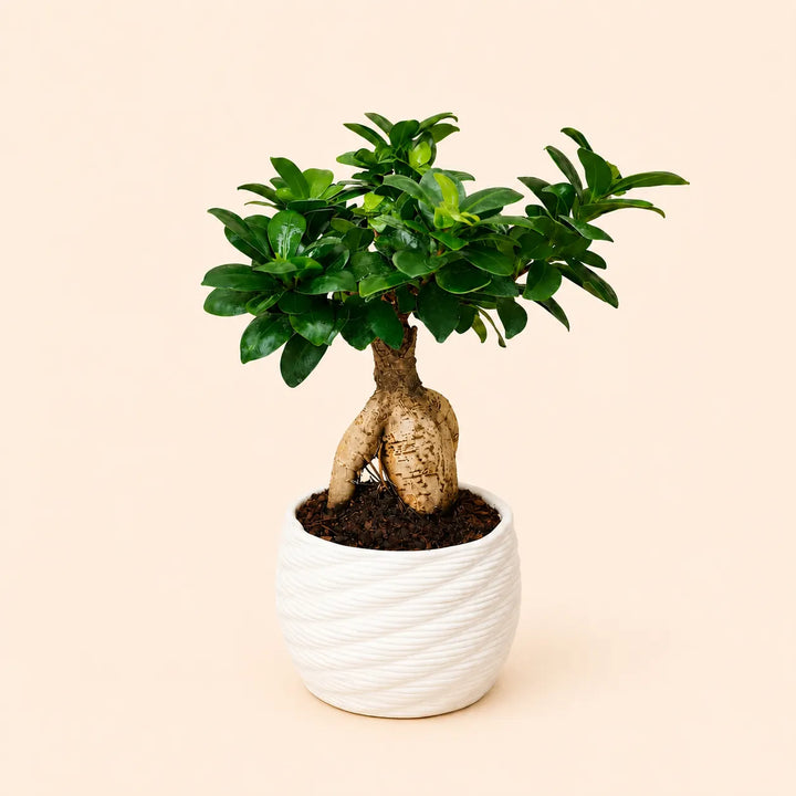 Bonsai Ficus Ginseng con foglie verdi lucide in vaso artigianale Carina in argilla bianca da 14 cm, perfetto come pianta ornamentale da interno.