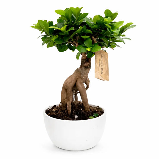 Bonsai Ficus Ginseng con radici aeree in vaso bianco, pianta da interno ornamentale facile da curare