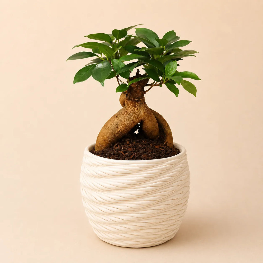 Bonsai Ficus Ginseng con foglie verdi lucide in vaso bianco effetto intrecciato dal design elegante e moderno.