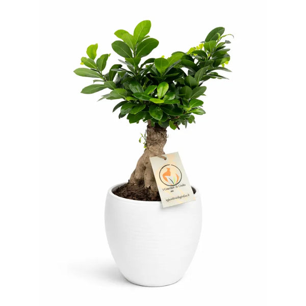 Bonsaï Ficus Ginseng en pot céramique Manacor