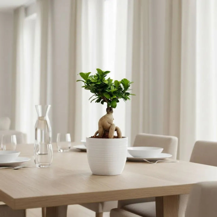 Bonsai Ficus Ginseng in vaso ceramica Bergamo su tavolo da pranzo, pianta da interno elegante per arredamento casa
