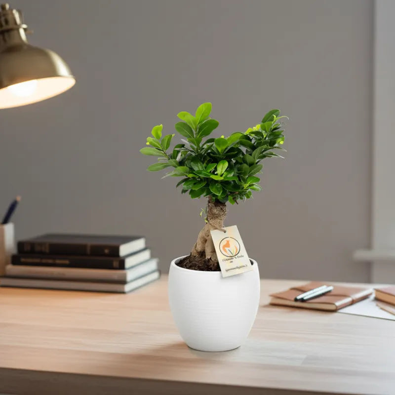 Bonsai Ficus Ginseng in vaso ceramica Manacor su scrivania con lampada, pianta da interno elegante ideale per ufficio