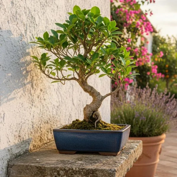 Bonsai ficus retusa banyan cinese con tronco curvo e foglie verdi in vaso bonsai blu posizionato su terrazza.