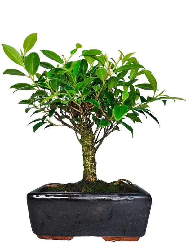 Bonsaï Ficus Retusa en boule - Hauteur de la plante : 35 cm